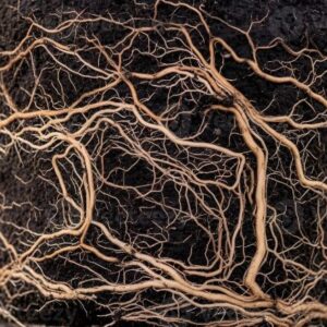 Roots and Clones